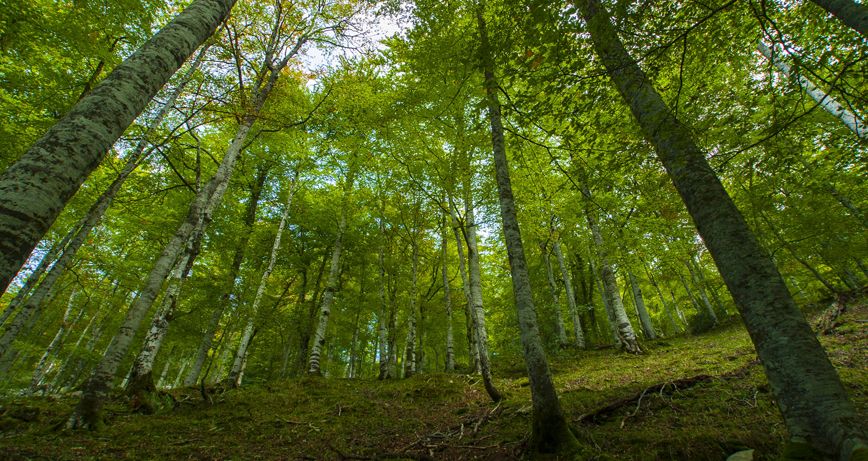 6 bosques para perderte en Asturias