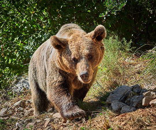 Image of a Cantabrian bear in the foreground
