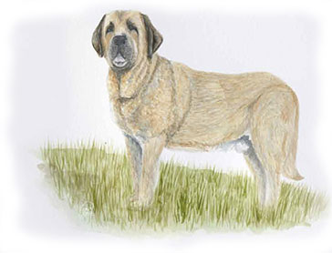 Dibujo de un perro