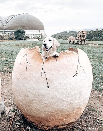 Foto de un perro del ante del Museo del Jurásico de Asturias en el concejo de Colunga.