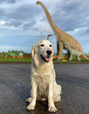 Foto de un perro del ante del Museo del Jurásico de Asturias en el concejo de Colunga.