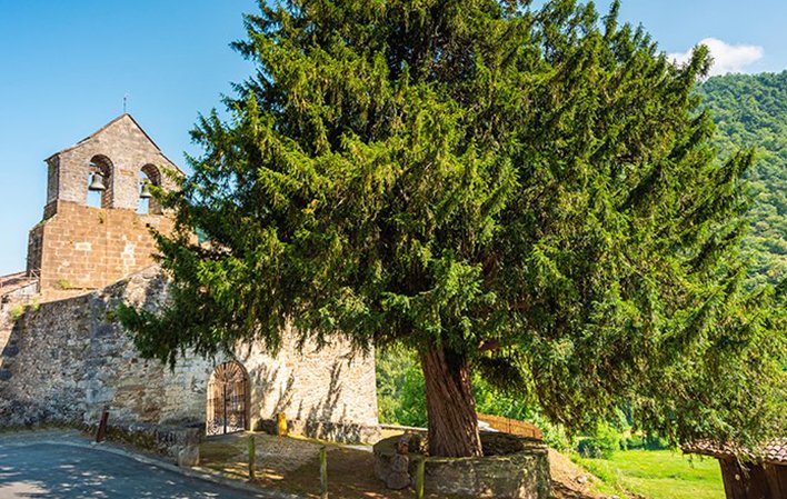 Santibáñez de la Fuente Yew Tree