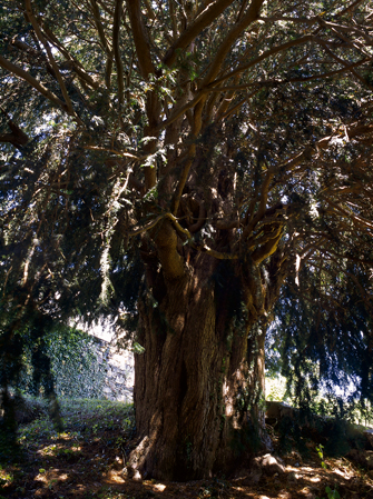 Lago Yew