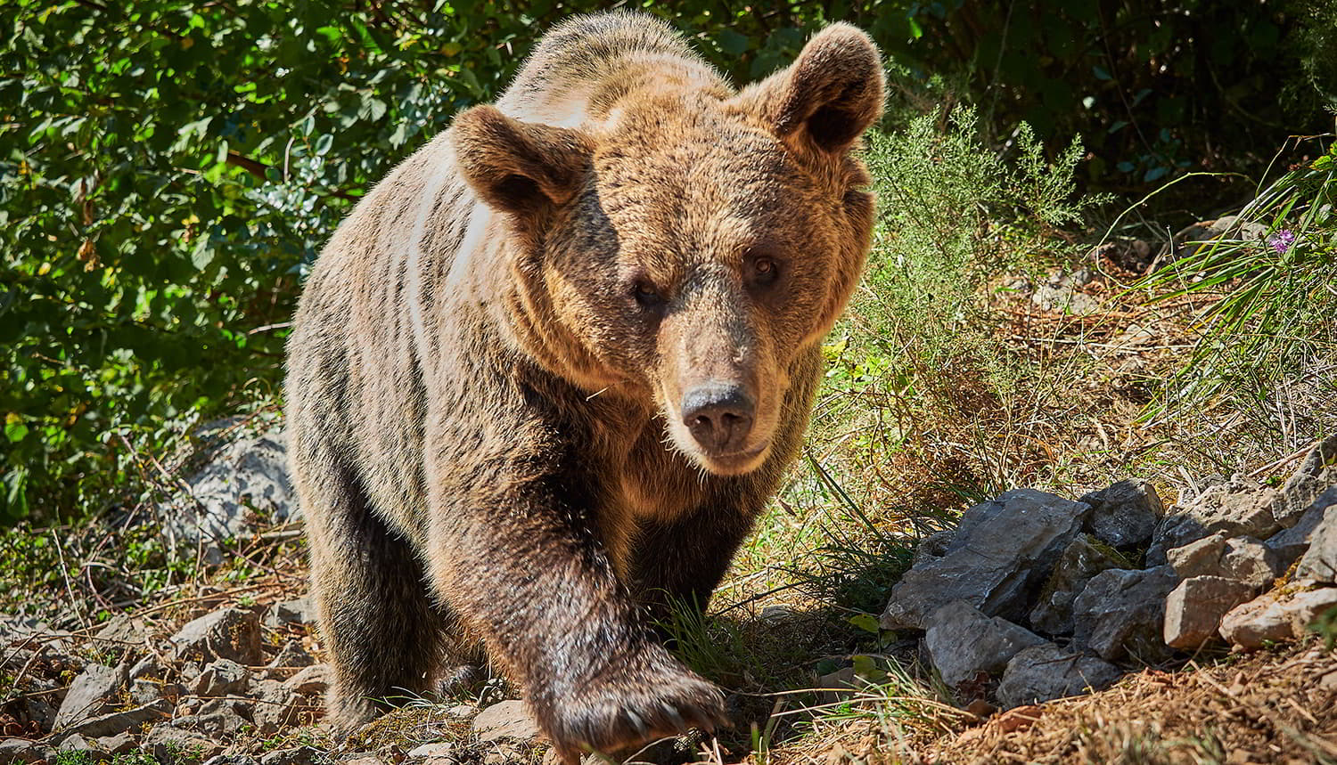 Los mejores lugares para ver osos en Asturias