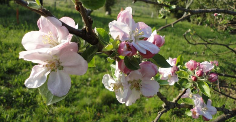 Flor del manzano en una pomarada en primavera