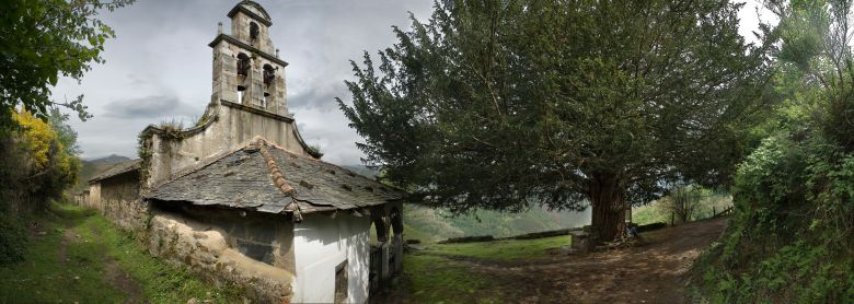 Tejo o texu de Santa Coloma