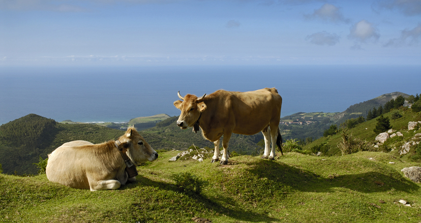 Pon un queso en tu Camino de Santiago