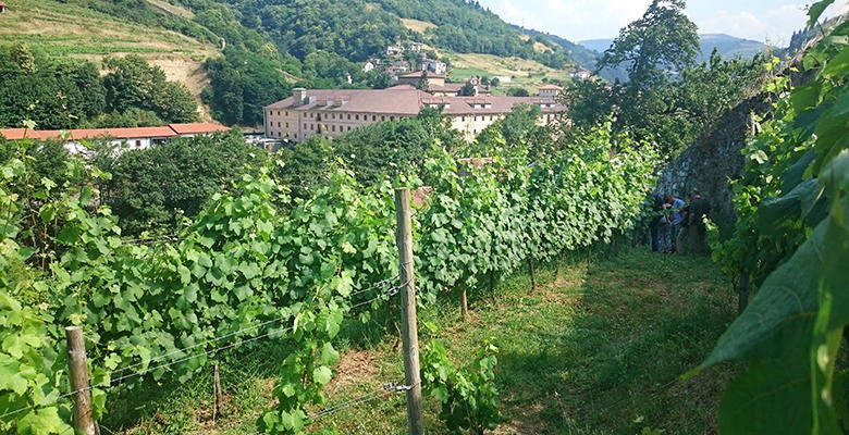 Viñedos en Cangas del Narcea en las proximidades del Monasterio de Corias