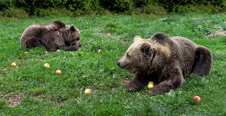 Osos pardos en Proaza