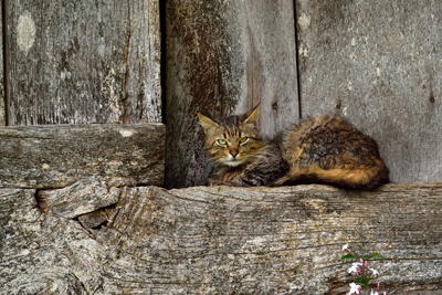 Gato en un hórreo asturiano