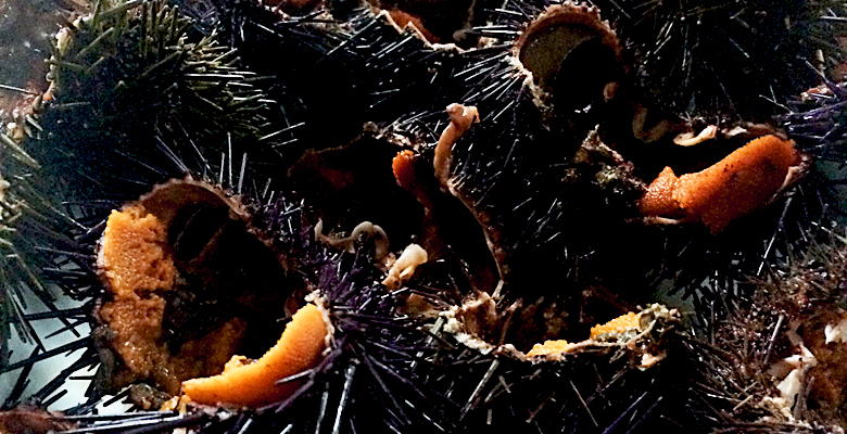 Oricios (erizos de mar)