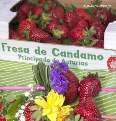 Fresas de Candamo en su festival anual