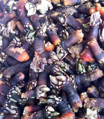 Percebes