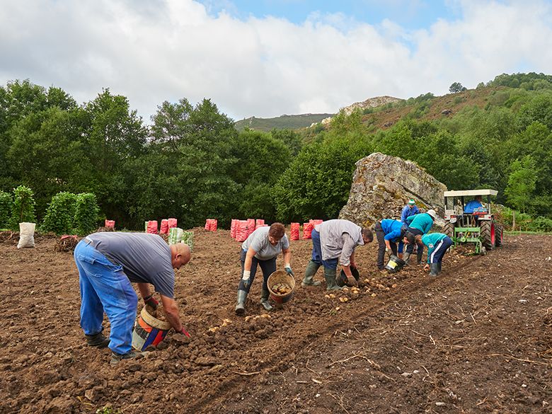 Recogiendo patatas en Santa Eufemia (Villanueva de Oscos) ©Juan de Tury