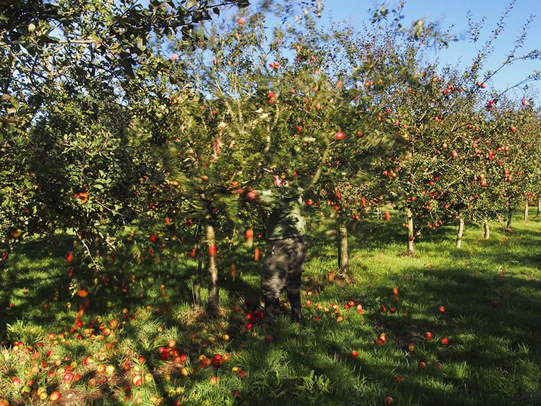 Recogiendo manzana en una pomarada