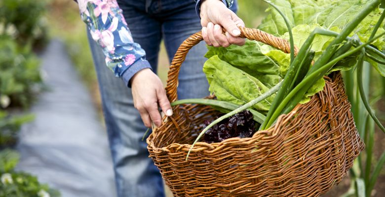 Recogida de productos de la huerta en Asturias