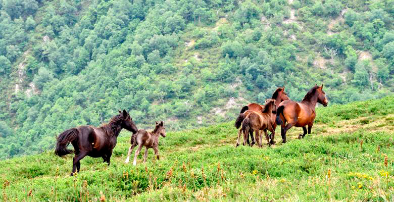 Caballos en el Alto del Palo en Allande