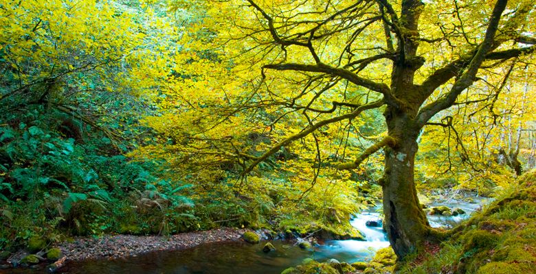 Bosque de Muniellos