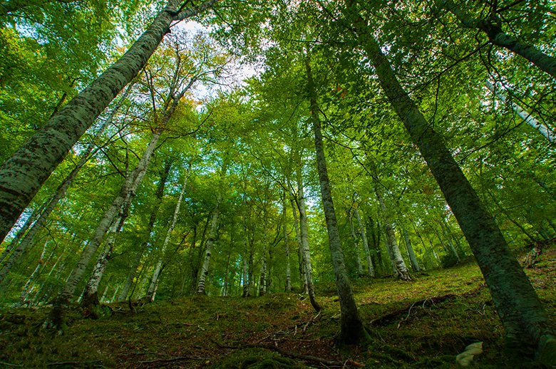 Bosque de Pome (Picos de Europa) ©Juanjo Arrojo