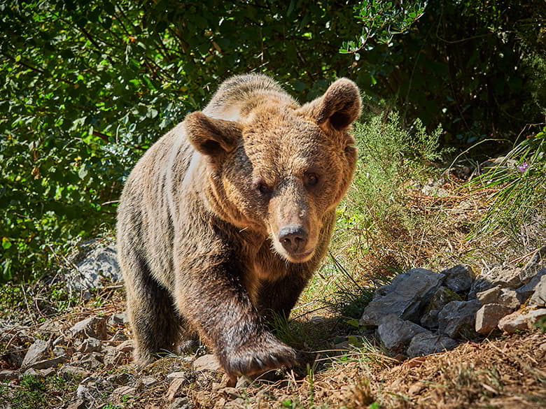 Oso ©Juan de Tury