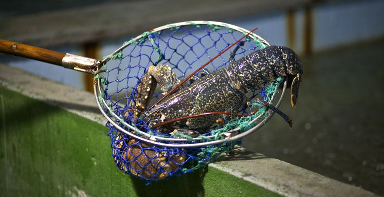 Marisco en la cetárea de Antromero