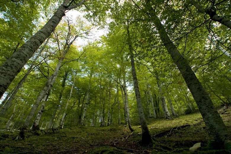 Bosque de Peloño (Ponga) © Juanjo Arrojo