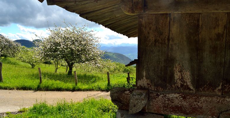 Pomarada con hórreo en Asturias