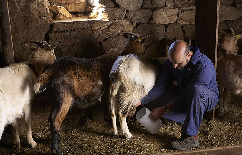 Quesería en Sotres (Cabrales)