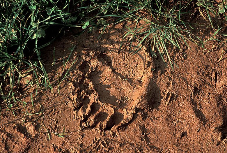 Huella de oso pardo cantábrico. ©Turismo Asturias 