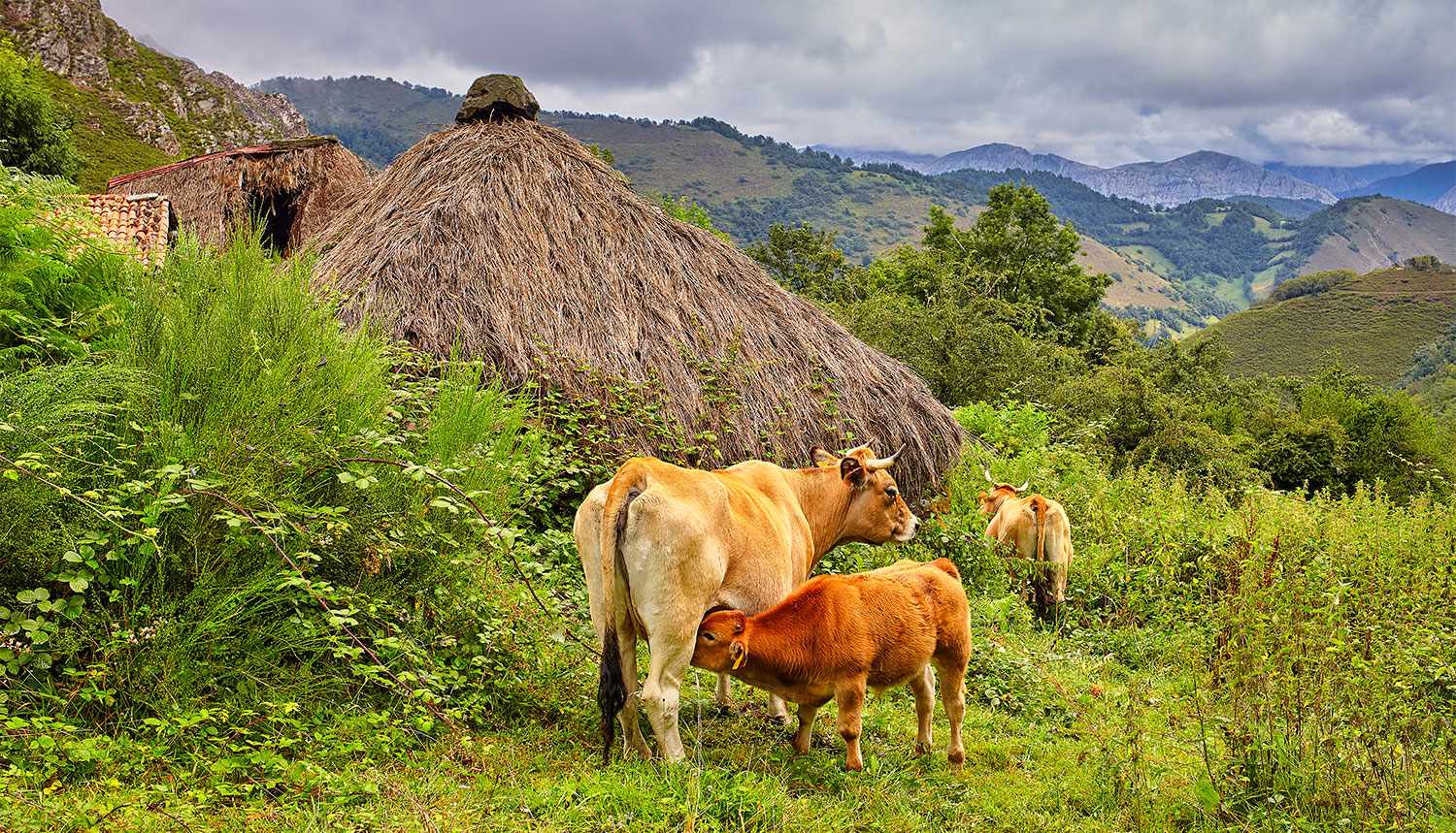 Espacios para mostrar animales a los niños en Asturias