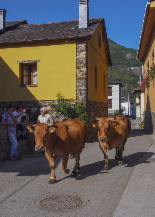 Vacas asturianas en Mual