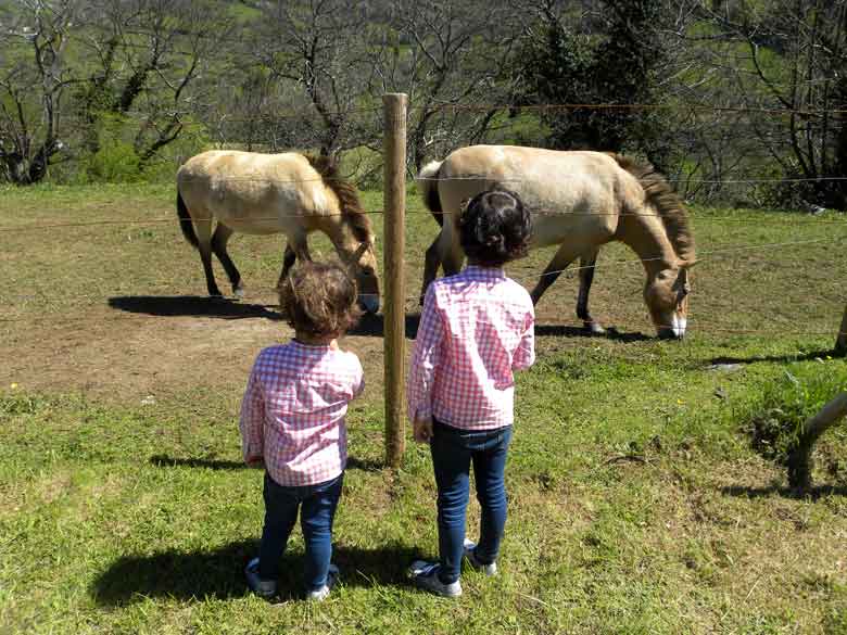 Caballos Przewalski