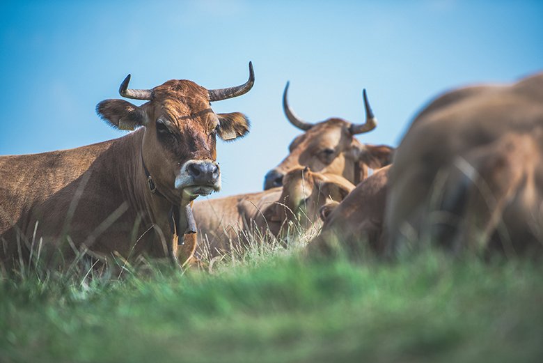 Vacas en Somiedo ©Turismo Asturias - David Cachón