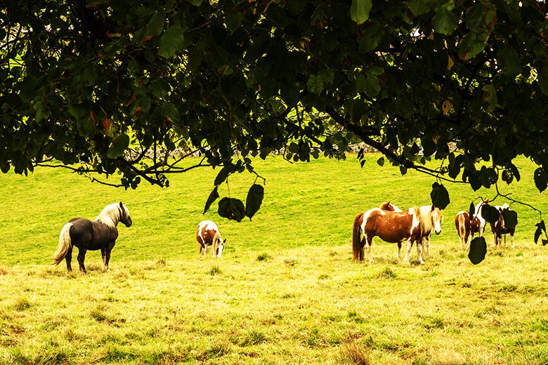 La Senda de La Regueirina ©asturiasprestosa.com