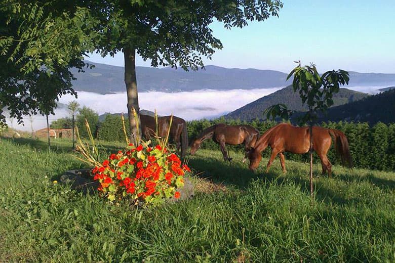 Granja Albeitar (Villayón)