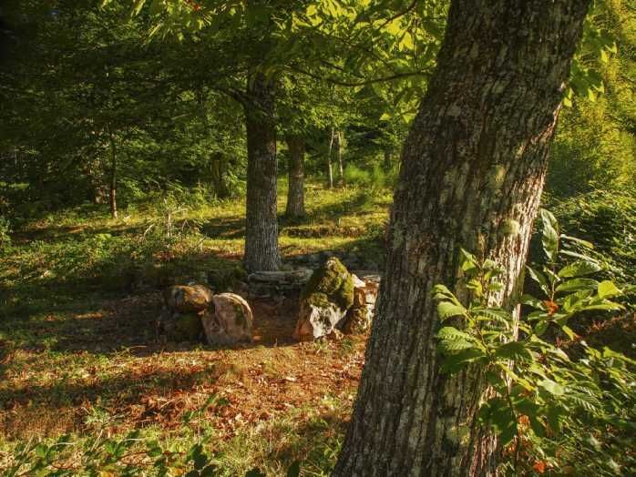 Corripa en el bosque de Moal