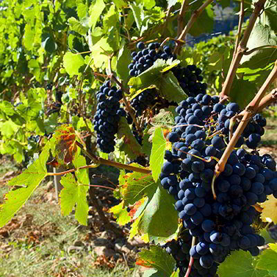 Vino de Cangas