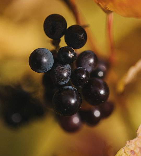 Red grapes