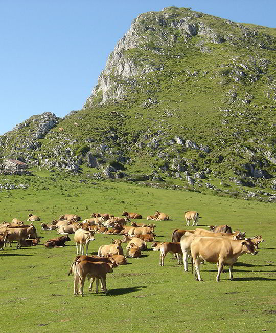 Vaches