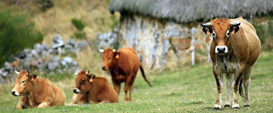 Cows in Somiedo