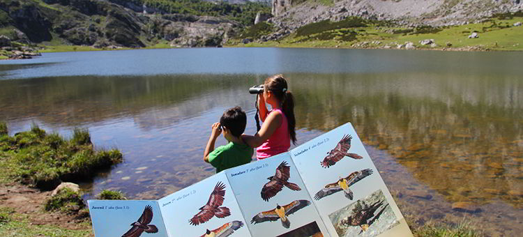 Observación de quebrantahuesos. Lago Ercina (Cangas de Onís)