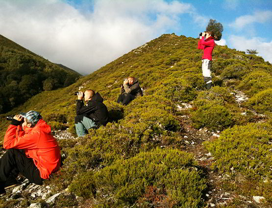 Observación de la Berrea (Teverga)