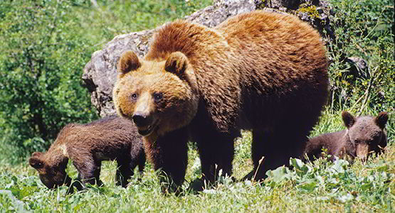 Oso pardo