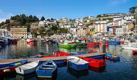 L.luarca (Valdés)