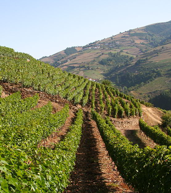 Weinberge