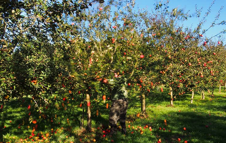 Pomarada en Villaviciosa