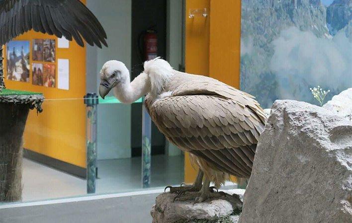 Go to Image The Bearded Vulture Mountains Visitor Centre