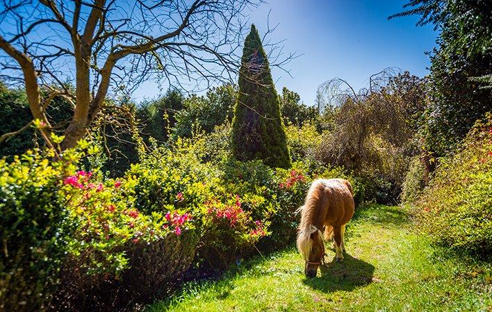 Vai a Immagine Foresta - Giardino di Fonte Baxa