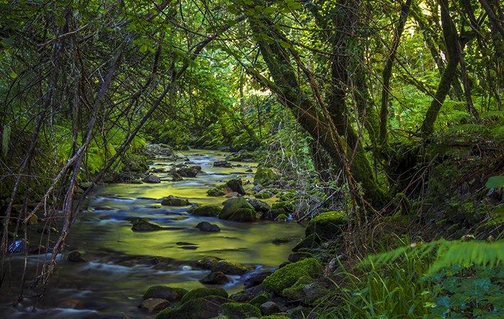Ruta del Bosque de Moal foto 4