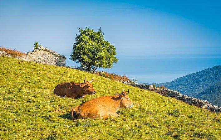 Go to Image Route of the Brañas Vaqueiras in Cudillero